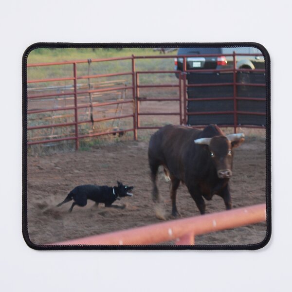 Item preview, Working Dog vs Bull — Cattle Dog in the Pen, Ranch Action Photography, Western Wall Art designed and sold by StayHooked.