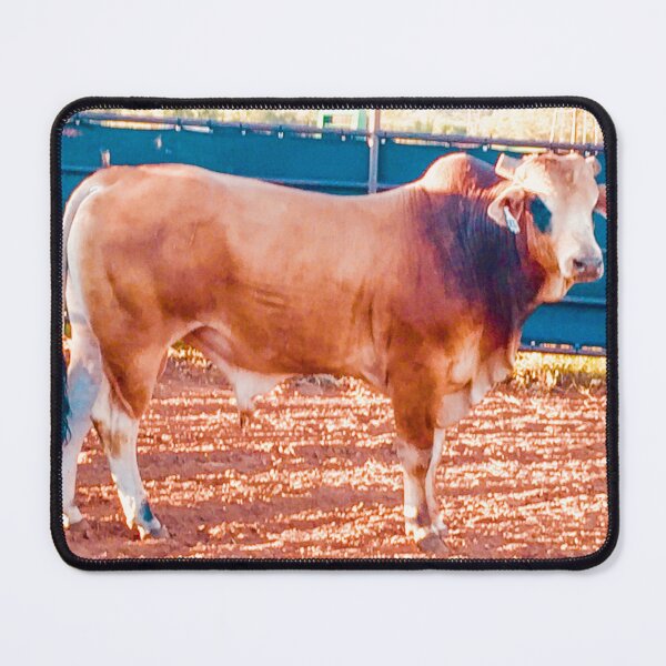 Item preview, Arena Bull at Golden Hour — Braford Bull Photography, Rodeo Stock Wall Art, Rancher Gift designed and sold by StayHooked.