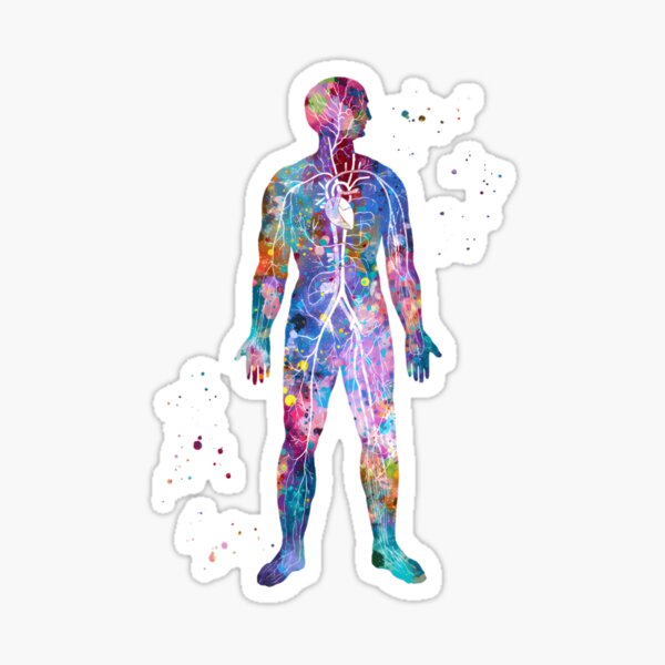 Item preview, Circulatory-System-Of-The-Human-Body designed and sold by simerstandusm.