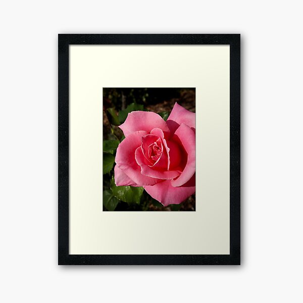 Framed Print