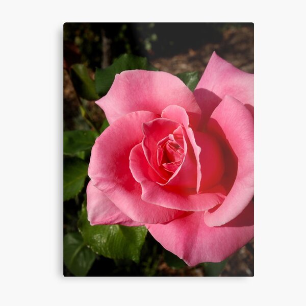 Metal Print