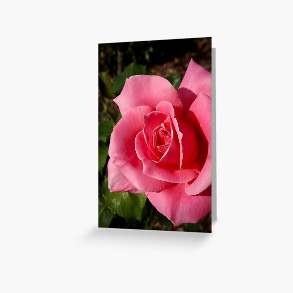 Greeting Card