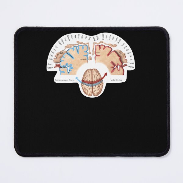 Item preview, Cortical-Homunculus-Illustration designed and sold by sandayhaan.