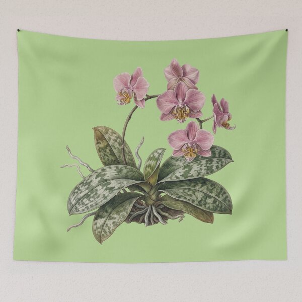 Item preview, Phalaenopsis schilleriana: The Silver Motley designed and sold by FreiherrPK.