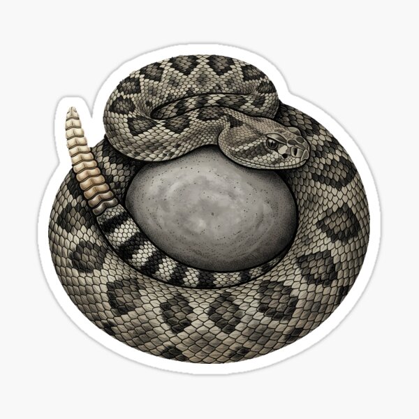 Item preview, Vintage Naturalist Western Diamondback Rattlesnake — Antique Reptile Art designed and sold by Catch333.