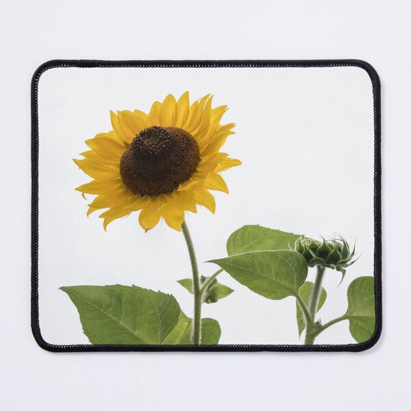 Item preview, Bright Sunflower Duo Against Pale Milky Sky designed and sold by Georgia Mizuleva.