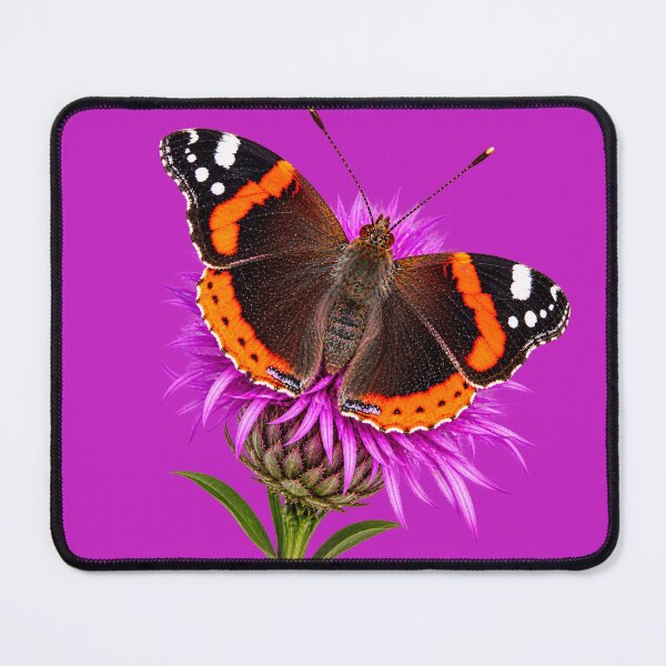 Item preview, Red Admiral Butterfly on Purple Thistle designed and sold by Medve Photography & Design.