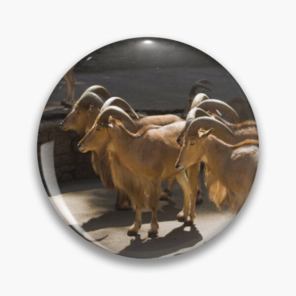 Item preview, Barbary sheep photograph designed and sold by Natimo-Studio.