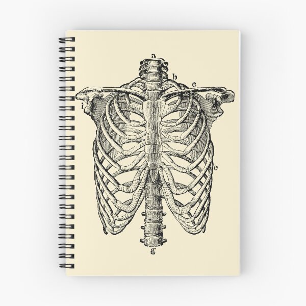 Item preview, Human Rib Cage Anatomy Engraving, from The Human Body by H. Newell Martin, 1884 designed and sold by Exhumed Archives.