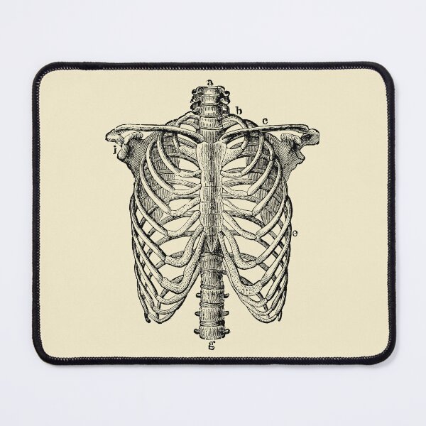 Item preview, Human Rib Cage Anatomy Engraving, from The Human Body by H. Newell Martin, 1884 designed and sold by Exhumed Archives.