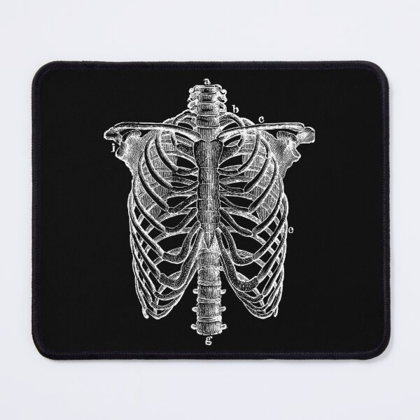 Item preview, Human Rib Cage Anatomy Engraving, from The Human Body by H. Newell Martin, 1884 (WHITE) designed and sold by Exhumed Archives.