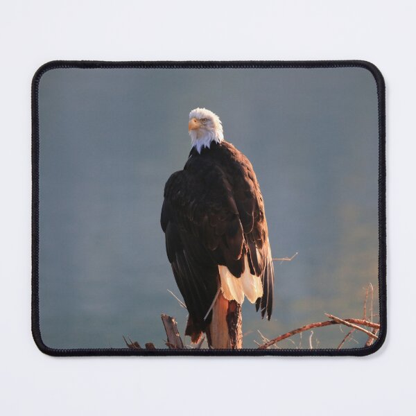 Item preview, Bald Eagle in Haines designed and sold by zumi.