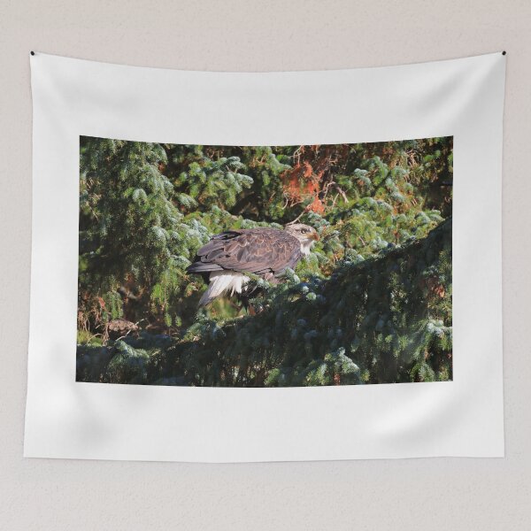 Item preview, Feeding Bald eagle designed and sold by zumi.