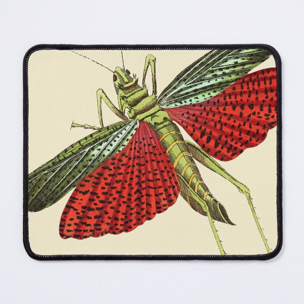 Item preview, Triple-Spined Locust, Hand Colored Engraving from The Naturalist’s Miscellany by George Shaw, 1789 to 1813 designed and sold by Exhumed Archives.