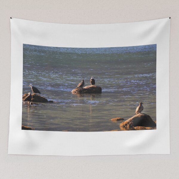 Item preview, Bald eagles, young and adults designed and sold by zumi.