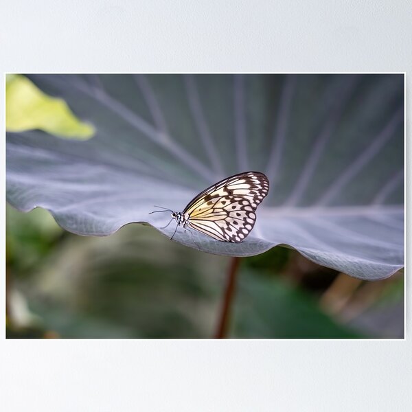 Item preview, butterfly designed and sold by Claudia-Evans.