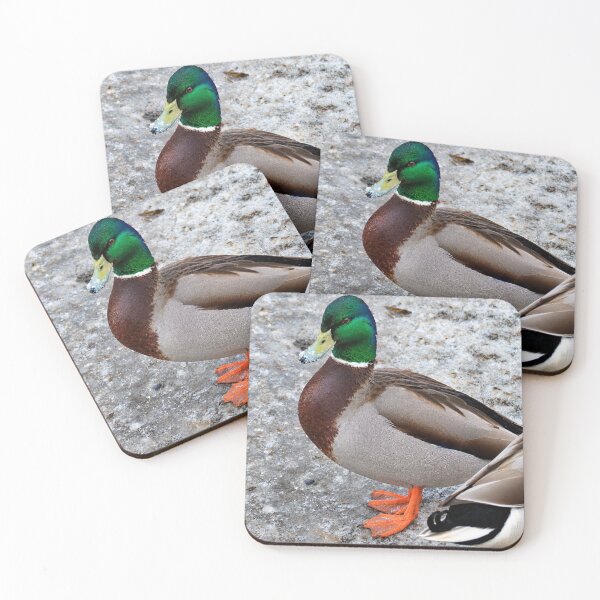 Item preview, Frost-Kissed Mallard on Icy Ground designed and sold by Astute-Artio-Photography.