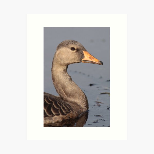 Greater White-fronted Goose on Blue Art Print