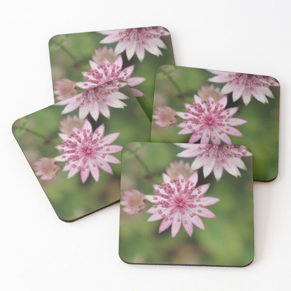 Item preview, Delicate pink masterwort flower - Soft botanical photography designed and sold by Cha-s-lens.