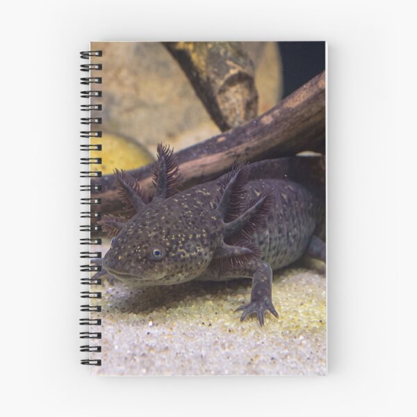 Item preview, Wild Type Axolotl. Mexican Walking Fish designed and sold by Astute-Artio-Photography.