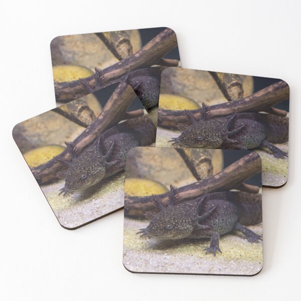 Item preview, Wild Type Axolotl. Mexican Walking Fish designed and sold by Astute-Artio-Photography.