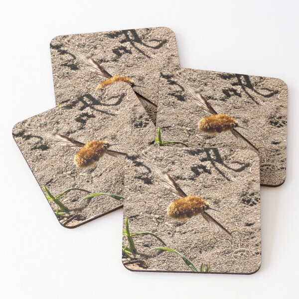 Item preview, Bee-Fly in Flight. Macro Marvel designed and sold by Astute-Artio-Photography.
