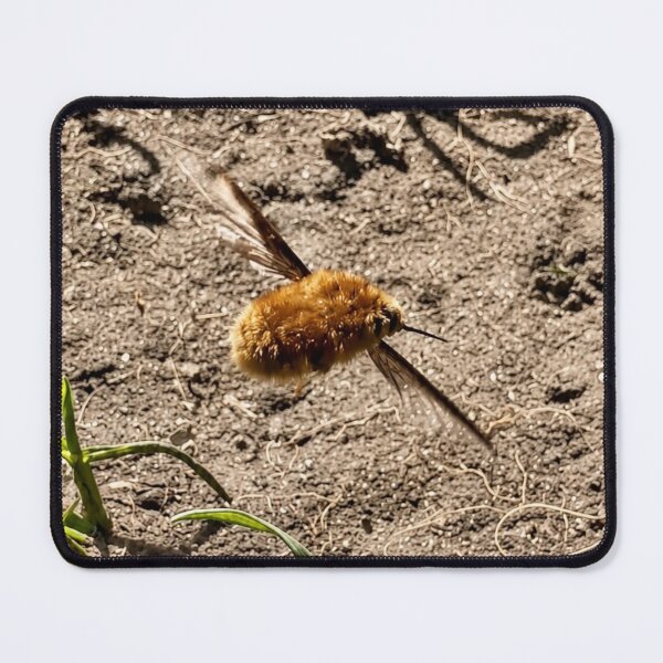 Item preview, Bee-Fly in Flight. Macro Marvel designed and sold by Astute-Artio-Photography.