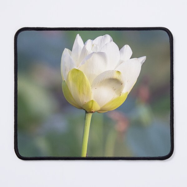 Item preview, Water Lily in Bloom designed and sold by PhotoArt by Joan Carroll.