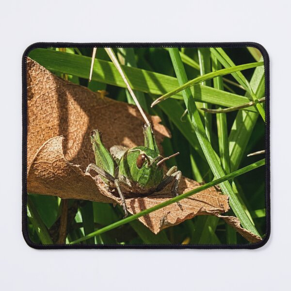 Item preview, Grasshopper Peeking from Autumn Leaf designed and sold by Astute-Artio-Photography.
