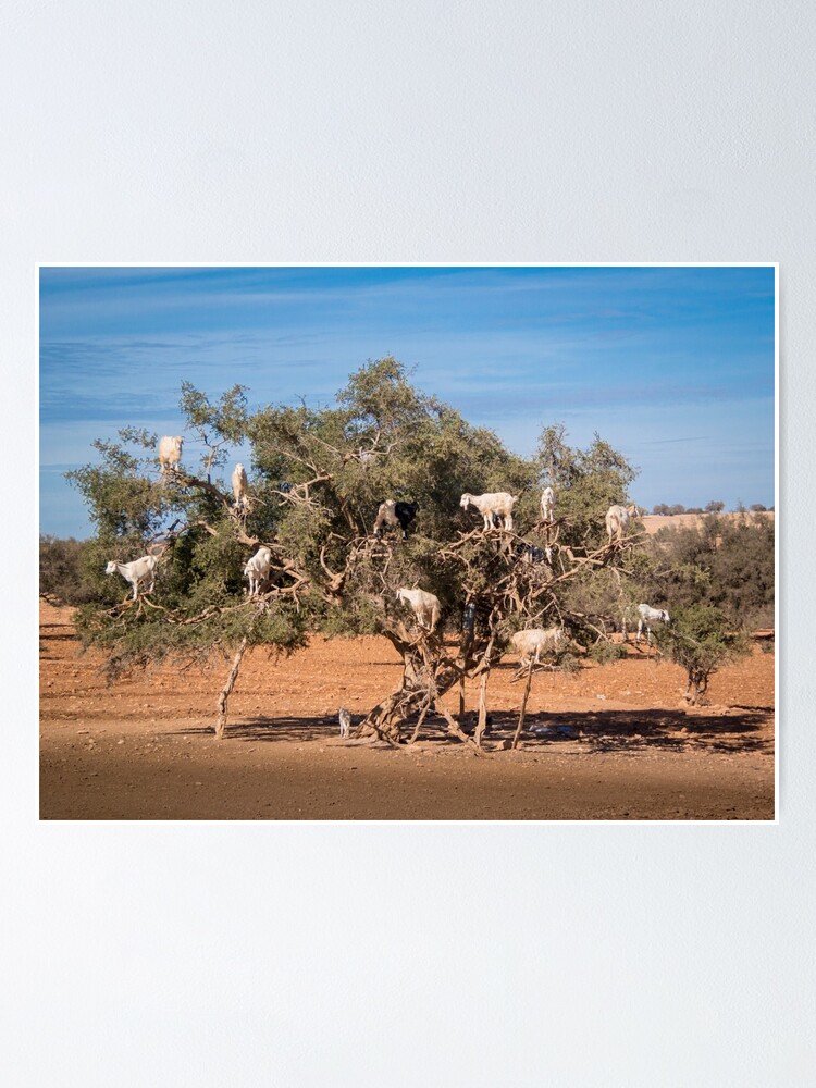 Póster «Cabras trepadoras de árboles en Marruecos» de SMartin | Redbubble