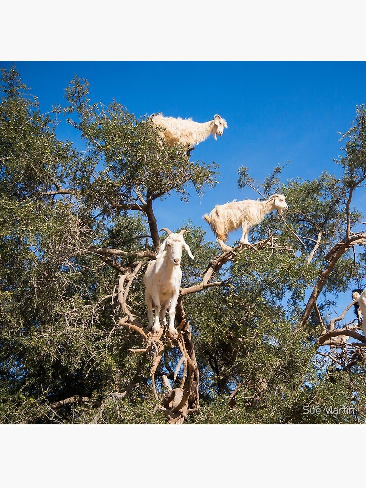 Bolsa de tela «Cabras trepadoras de árboles en Marruecos» de SMartin |  Redbubble