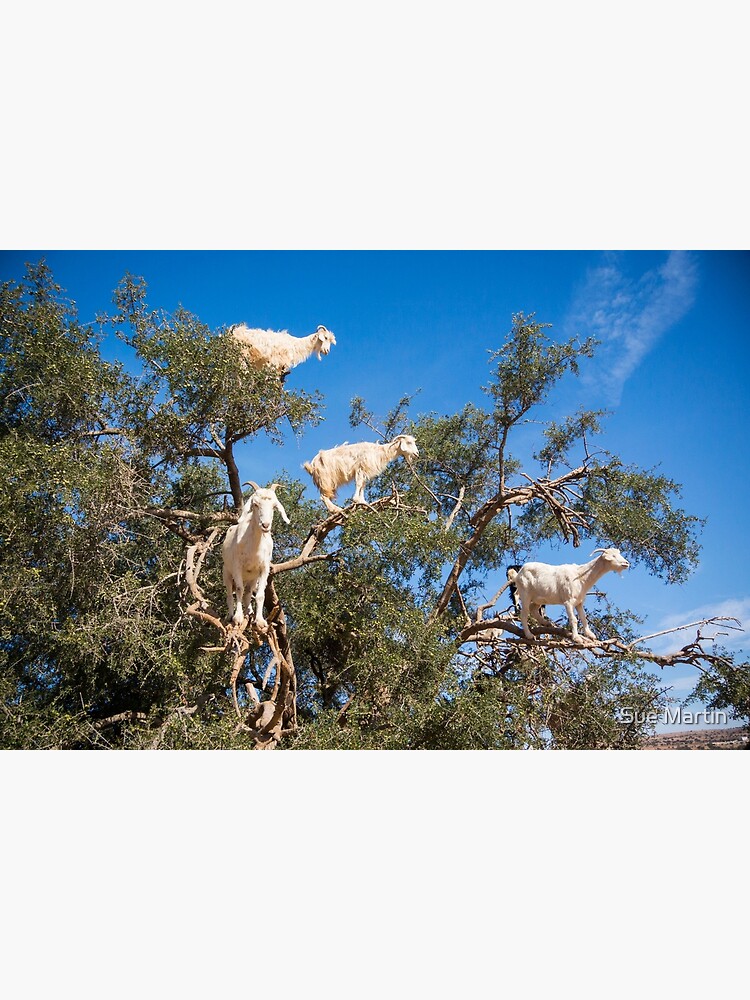 Tarjetas de felicitación «Cabras trepadoras de árboles en Marruecos» de  SMartin | Redbubble