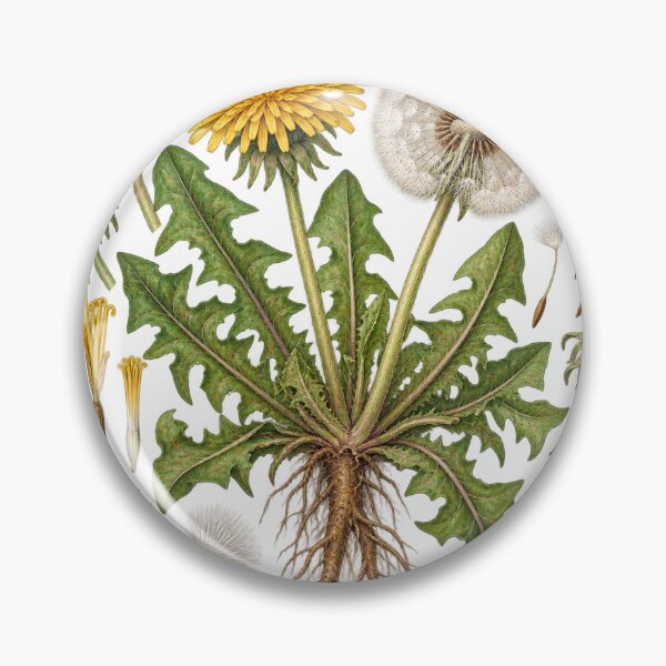 Item preview, Dandelion Seed and Leaf Diagram – Botanical Illustration Illustration designed and sold by Xnuery.
