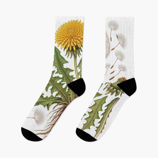 Item preview, Dandelion Seed and Leaf Diagram – Botanical Illustration Illustration designed and sold by Xnuery.