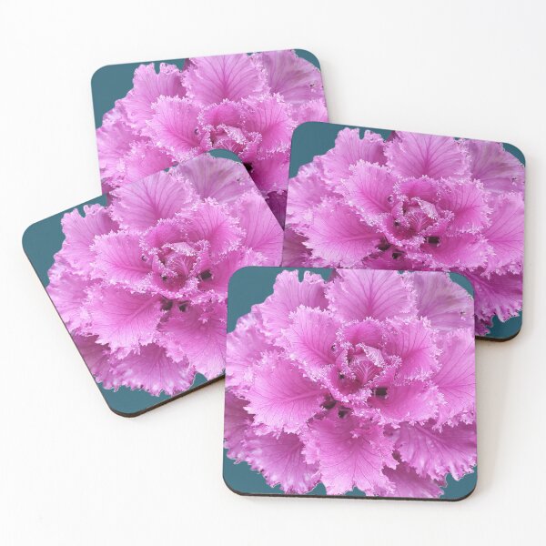 Item preview, beautiful lilac-pink natural flower, Ornamental Cabbage curly flower on a turquoise background, close-up. designed and sold by ollgast5.
