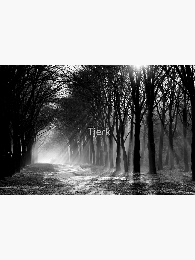 Forest path by Tjerk