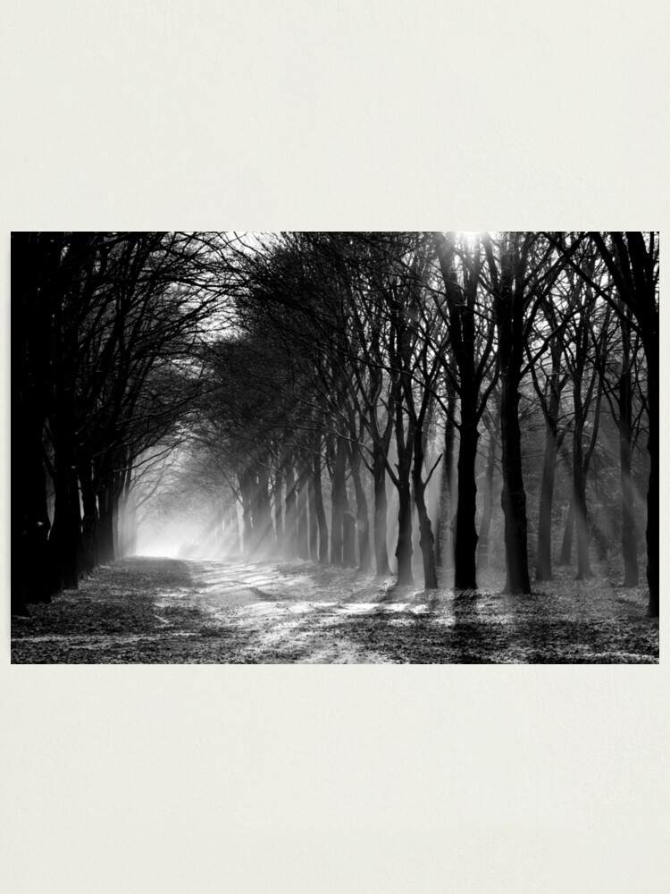 Alternate view of Forest path Photographic Print