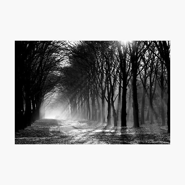 Forest path Photographic Print