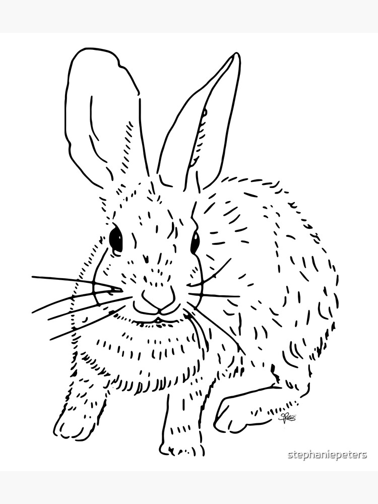 Cotton Tail Rabbit: Over 229 Royalty-Free Licensable Stock Illustrations &  Drawings