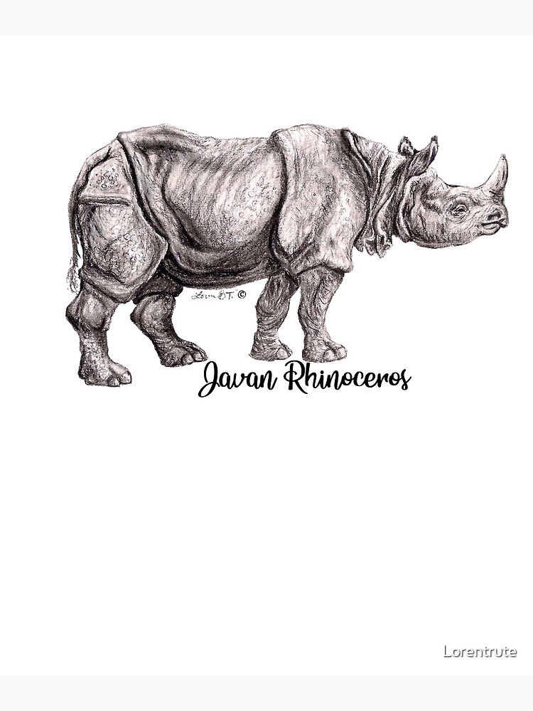 javan rhinoceros drawing