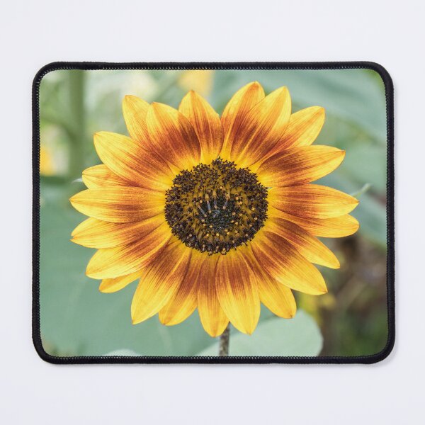 Item preview, Vibrant Sunflower Blooming in Warm Yellow and Rufous Red designed and sold by Georgia Mizuleva.