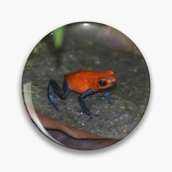Item preview, Dart Frog Photograph designed and sold by rosestuart.