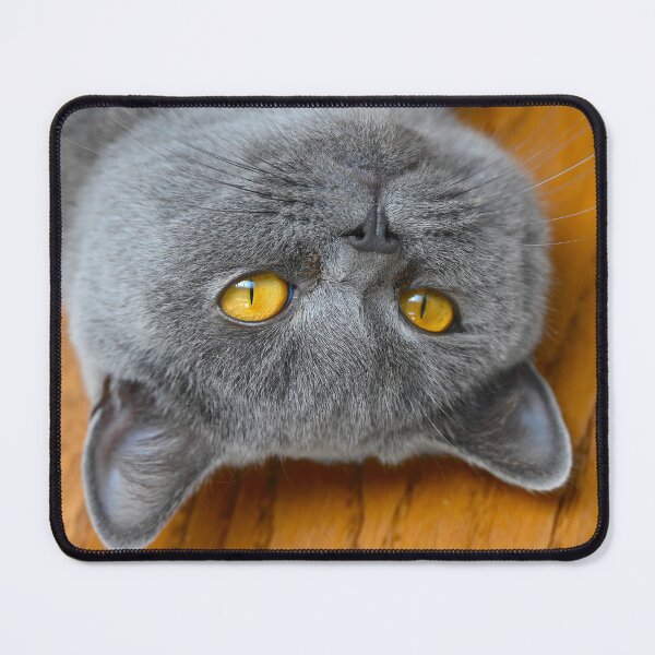 Item preview, Cutest British Cat Portrait designed and sold by Lovemydesigns.
