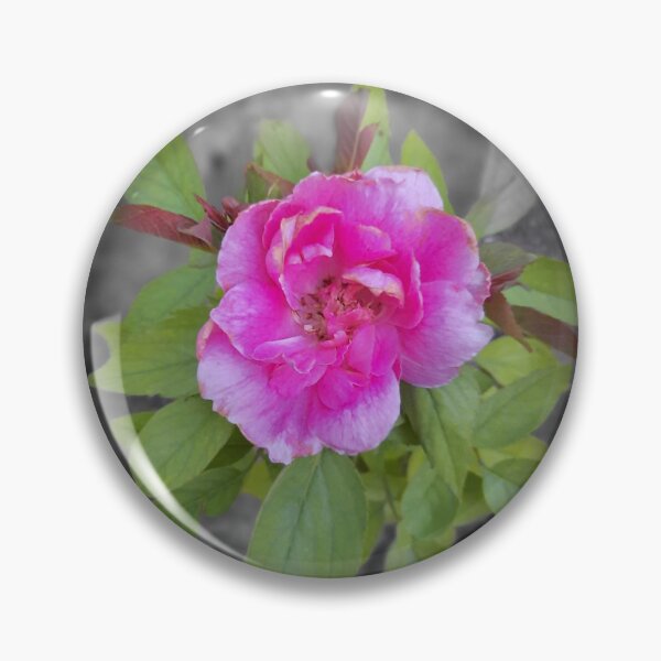 Item preview, Vibrant Pink Rugosa Rose Flower Photography designed and sold by Luxxe87.