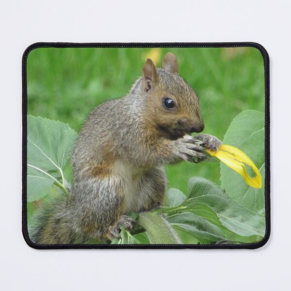 Item preview, Squirrel Eating a Sunflower Petal designed and sold by lorielynn92.