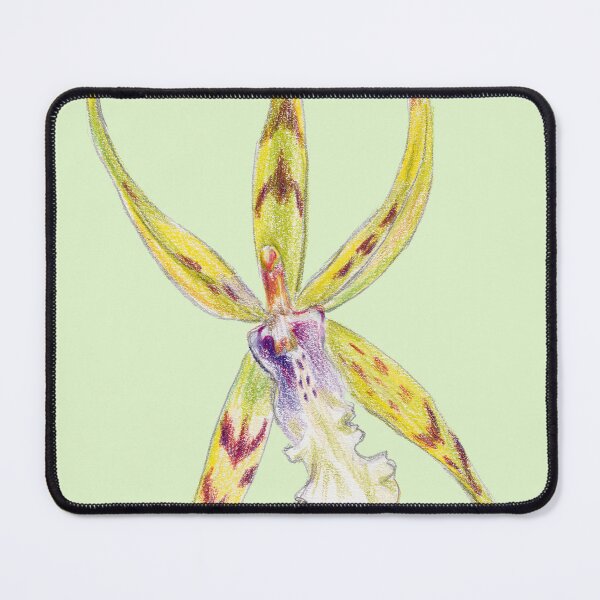 Item preview, Miltassia Golden Spider Copius Orchid Colored Pencil Botanical Drawing designed and sold by Dina's Fine Arts.