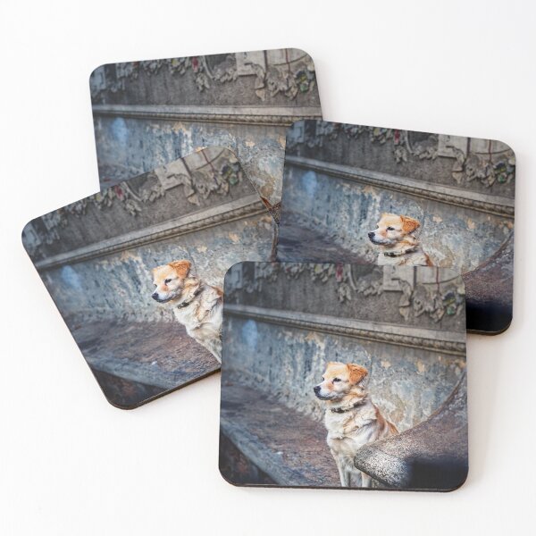 Item preview, Golden Dog on Old Stone Bench, Weathered Urban Wall designed and sold by Rabee Khalil Photography.