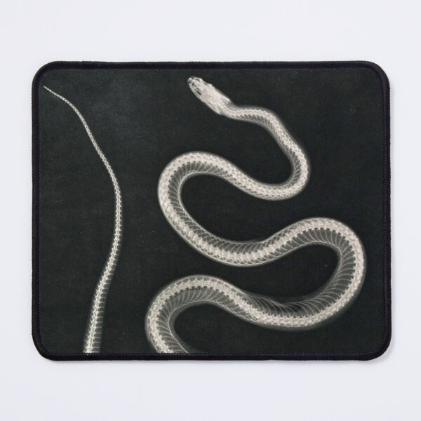 Item preview, Snake skeleton x-ray designed and sold by herracaligari.