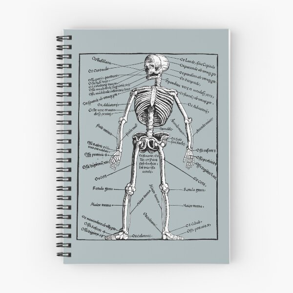 Item preview, Skeleton anatomy designed and sold by herracaligari.