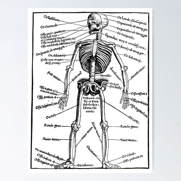 Item preview, Skeleton anatomy designed and sold by herracaligari.